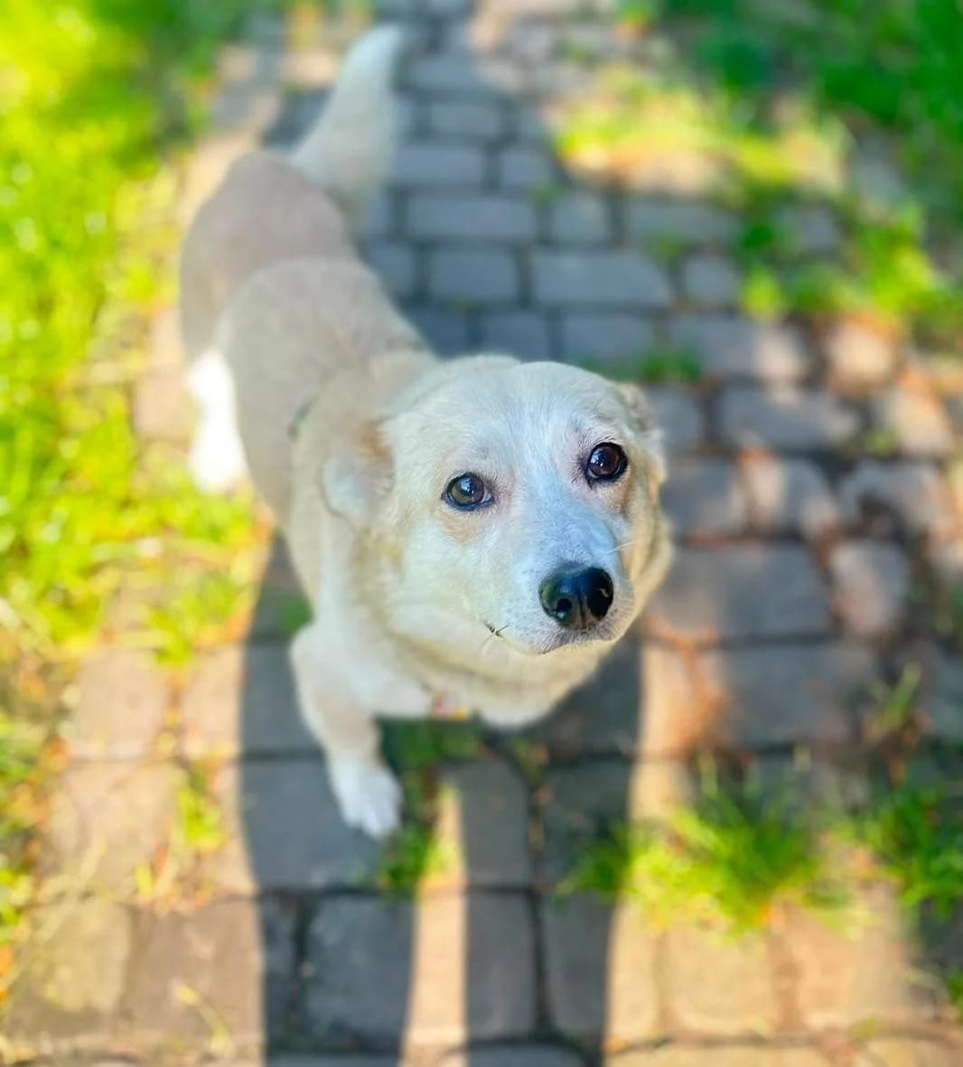 Paproszek,  3yo Mixed Breed for adoption at Fundacja Psa Karmela