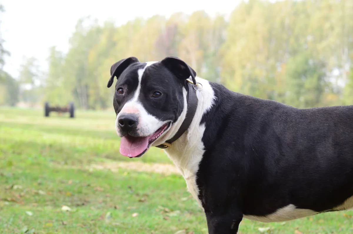 Dylan,  6yo Mixed Breed for adoption at Fundacja Psa Karmela