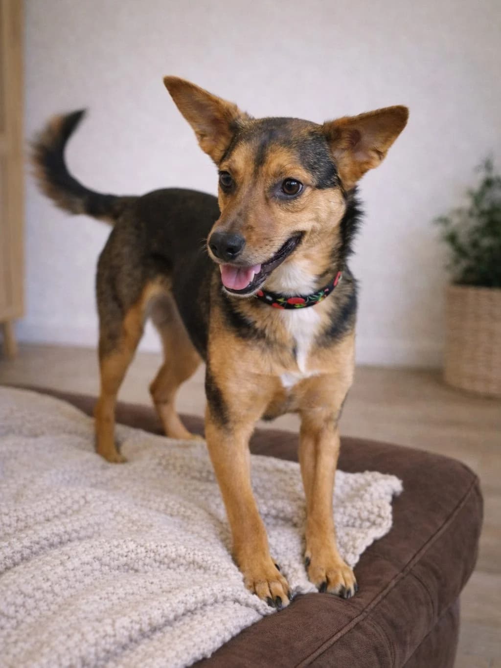 Cynamon, male Mixed Breed for adoption at Fundacja Psa Karmela