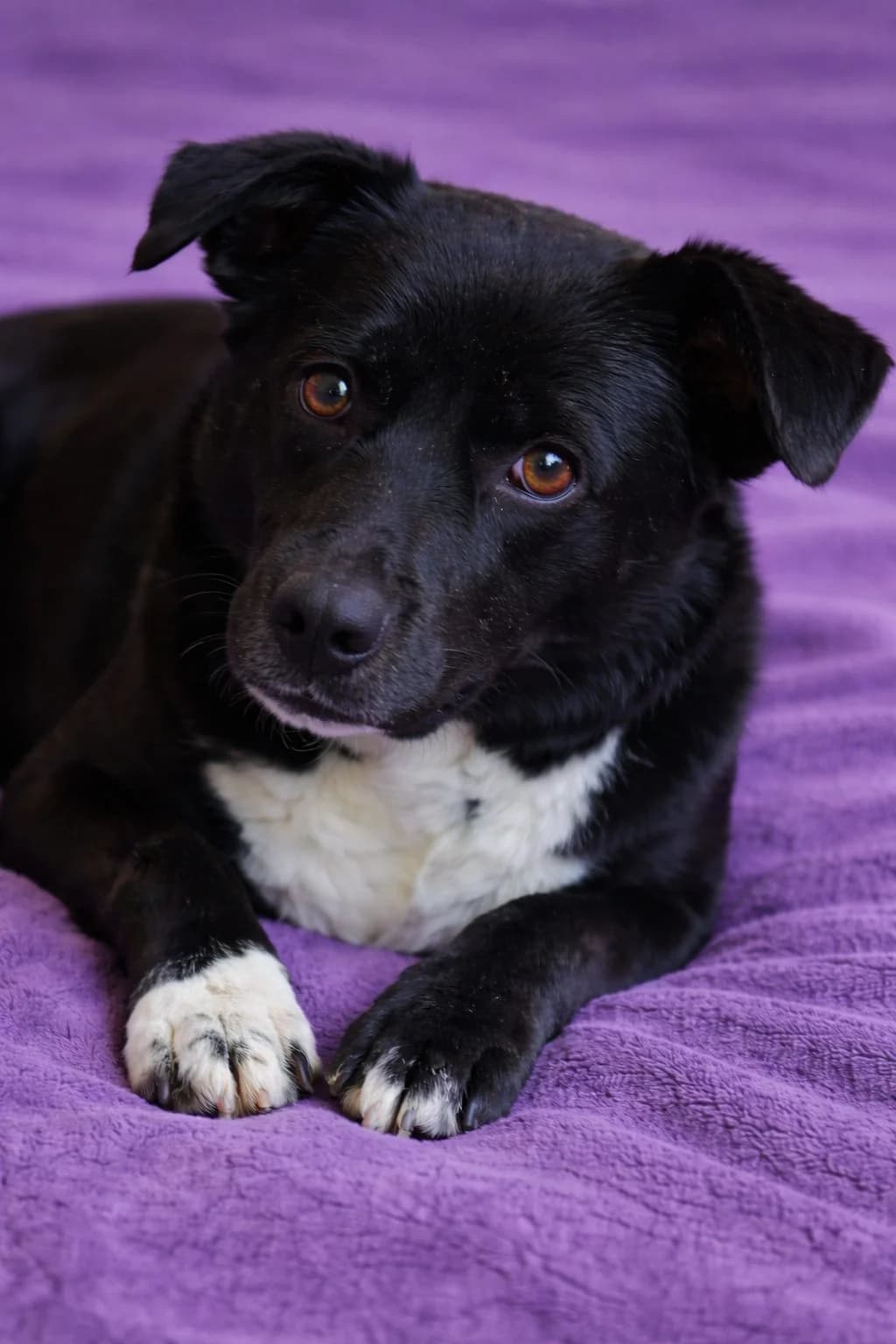 Lita, female young Mixed Breed for adoption at Fundacja Psa Karmela