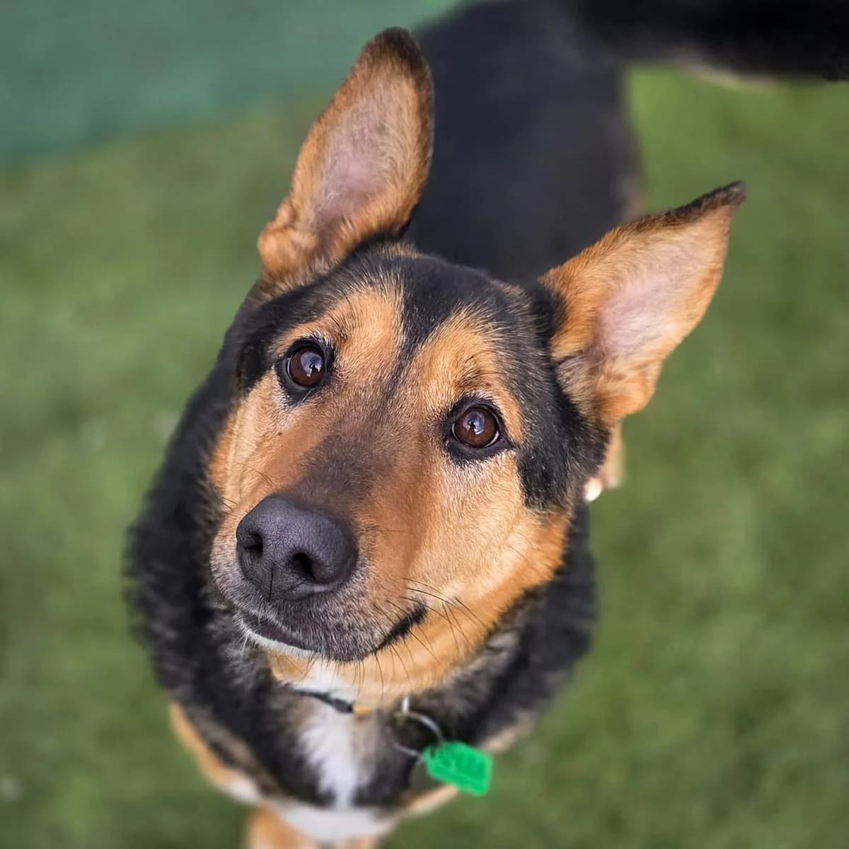 Gangster, male 4yo Mixed Breed for adoption at Fundacja Psa Karmela