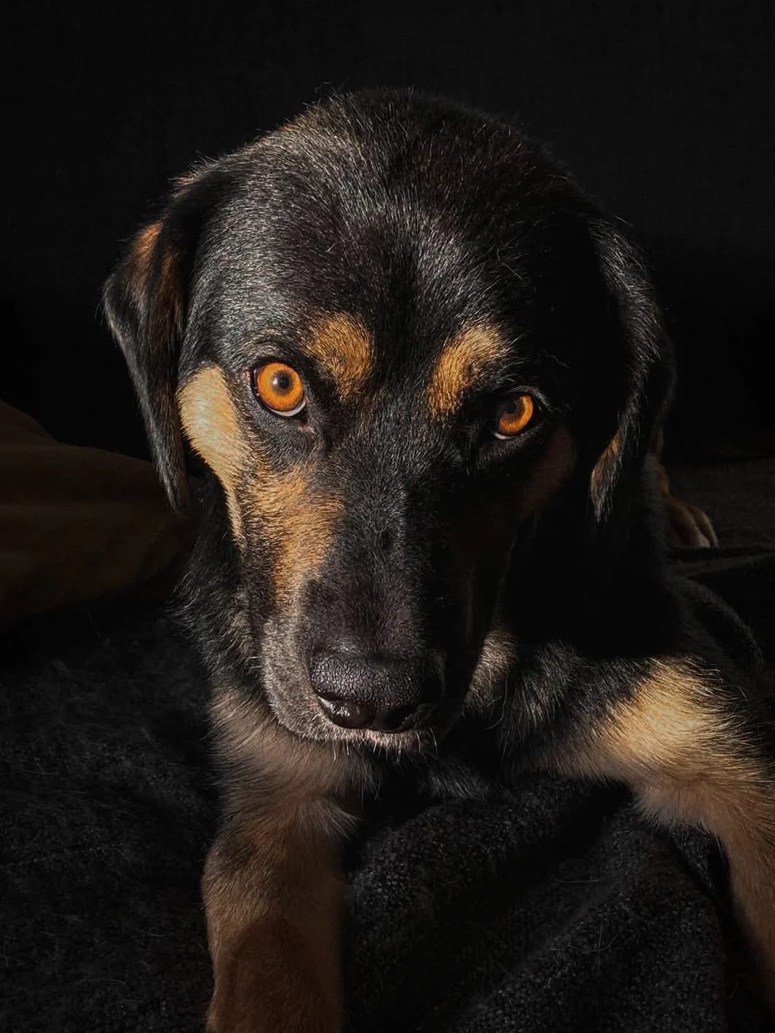 Forest, male Mixed Breed for adoption at Fundacja Psa Karmela