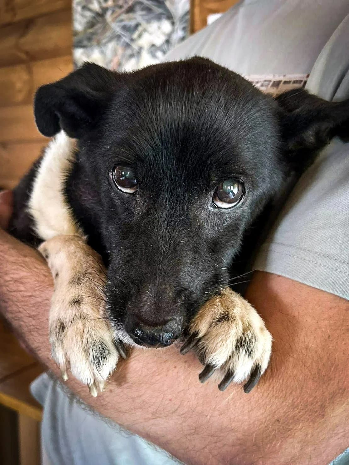 Fado, male senior Mixed Breed for adoption at Fundacja Psa Karmela