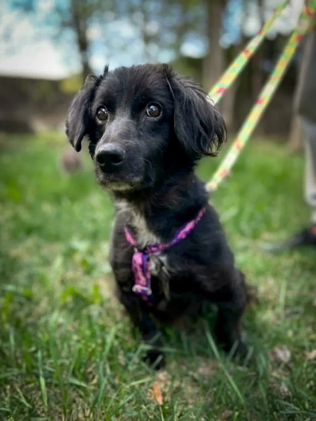 Asiek,  senior Mixed Breed for adoption at Fundacja Psa Karmela