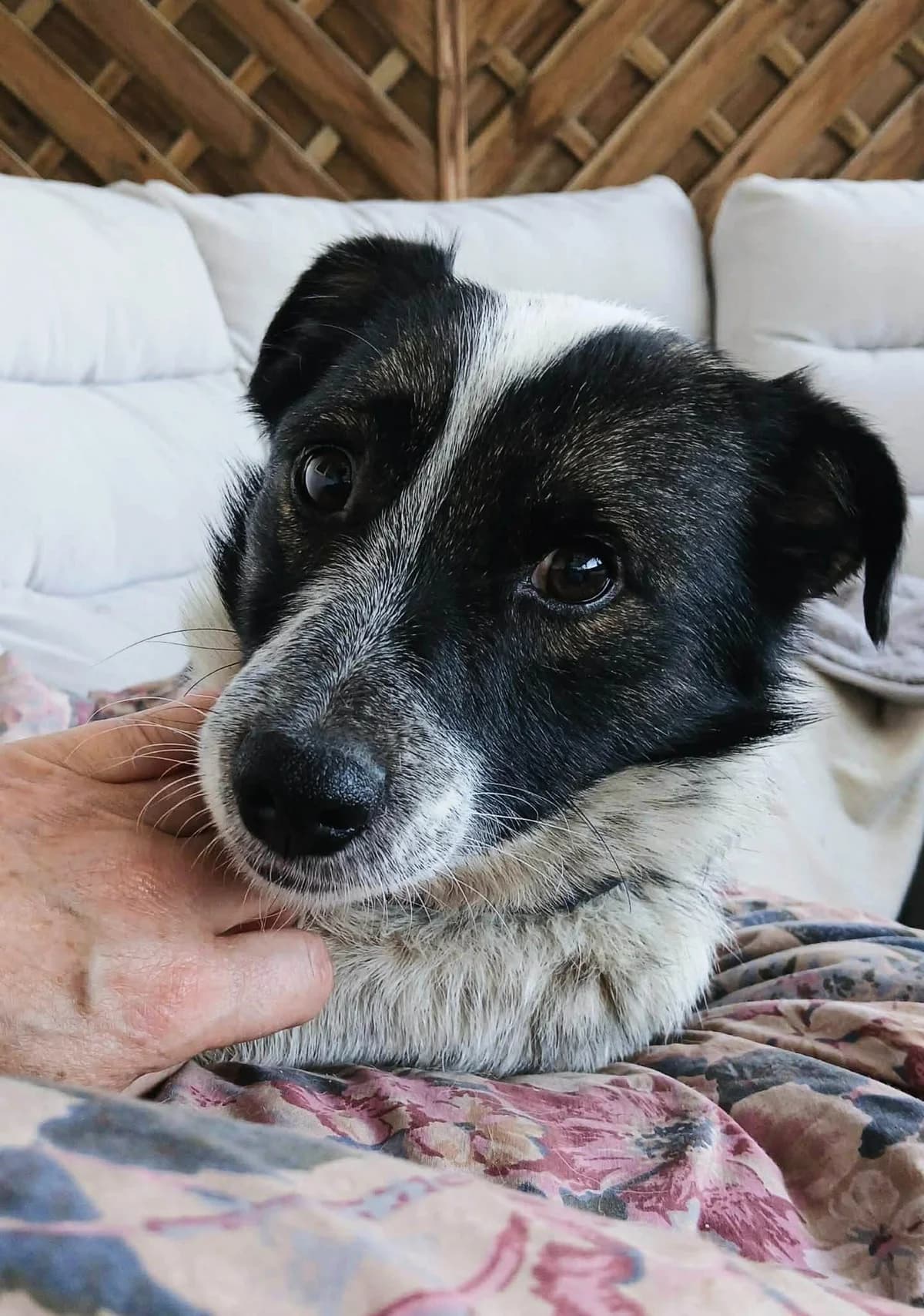 Merlin, male 6yo Mixed Breed for adoption at Fundacja Psa Karmela