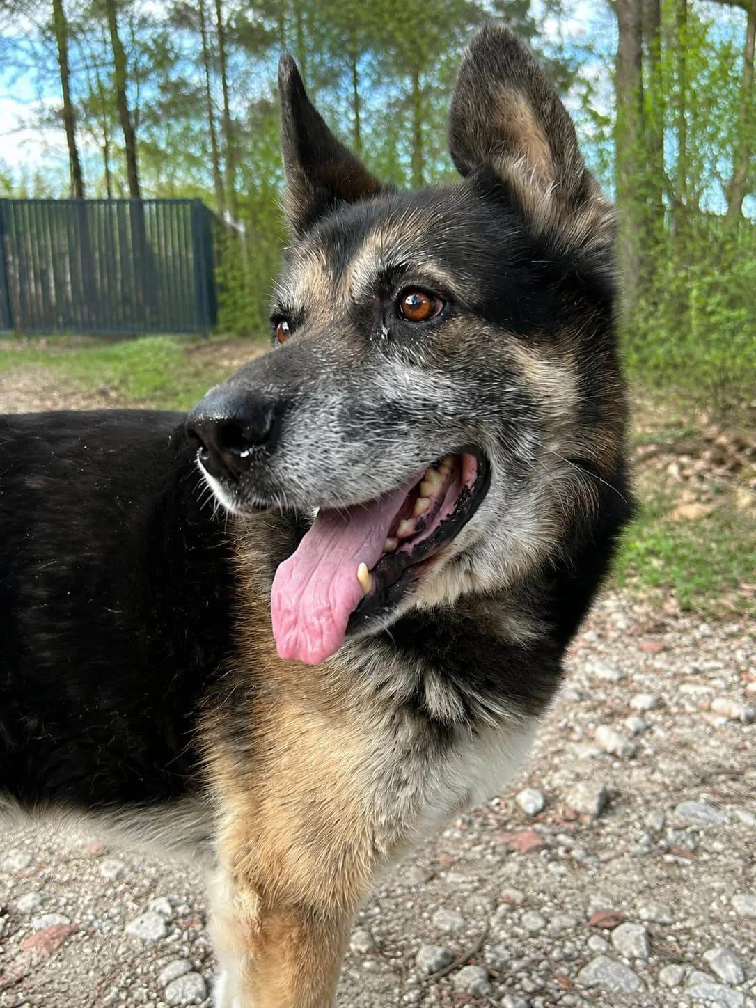 Jager,  Mixed Breed for adoption at Fundacja Psa Karmela