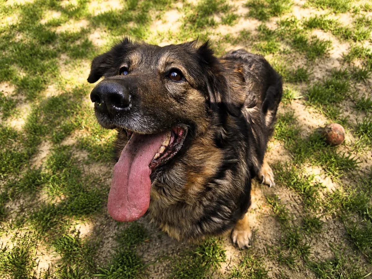 Haczi, female 6yo Mixed Breed for adoption at Fundacja Psa Karmela