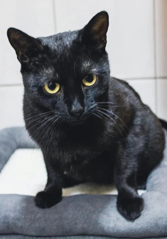 INKA Z FELV+ SZUKA DOMU, Mixed Breed for adoption at Pionkowskie Towarzystwo Opieki nad Zwierzętami