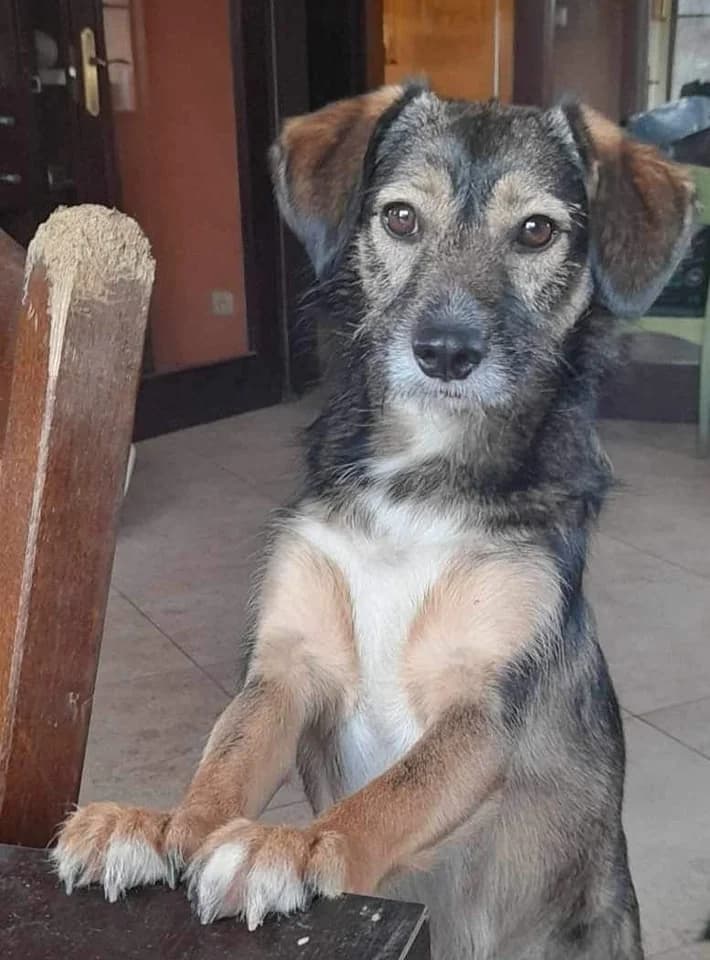 ‼️‼️ZAPOMNIANA LUSIA‼️‼️, puppy Mixed Breed for adoption at Pionkowskie Towarzystwo Opieki nad Zwierzętami