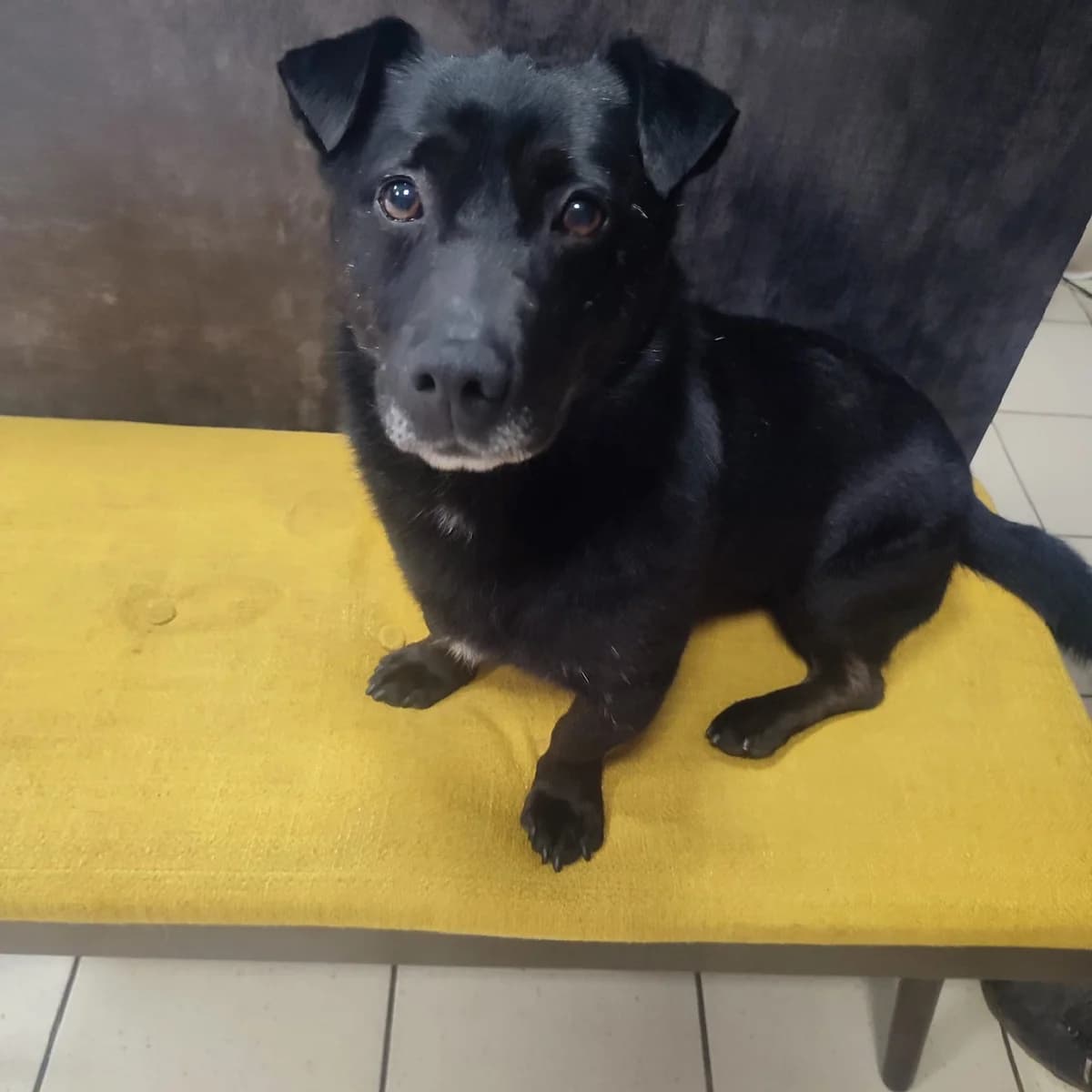 CZY ZDĄŻY POZNAĆ CO ZNACZY PRAWDZIWY DOM, SZACUNEK I MIŁOŚĆ WŁASNEGO CZŁOWIEKA, male senior Mixed Breed for adoption at Pionkowskie Towarzystwo Opieki nad Zwierzętami