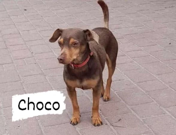 SAME ZBUDOWAŁY WOKÓŁ SIEBIE MUR KRYJĄC SIĘ PRZED ZŁEM KTÓREGO DOŚWIADCZYŁY, female 3yo Mixed Breed for adoption at Pionkowskie Towarzystwo Opieki nad Zwierzętami