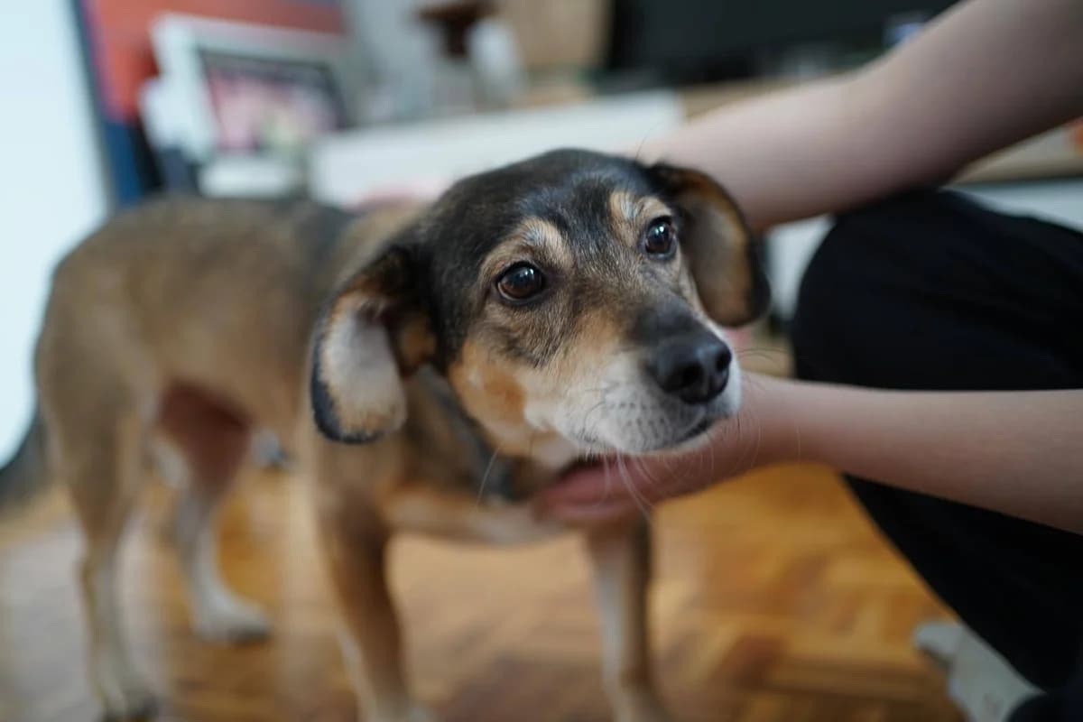 DOSTAŁA SZANSĘ NA GODNE ŻYCIE TERAZ MUSIMY ZNALEŹĆ DLA NIEJ DOBRY DOM, female 7yo Mixed Breed for adoption at Pionkowskie Towarzystwo Opieki nad Zwierzętami