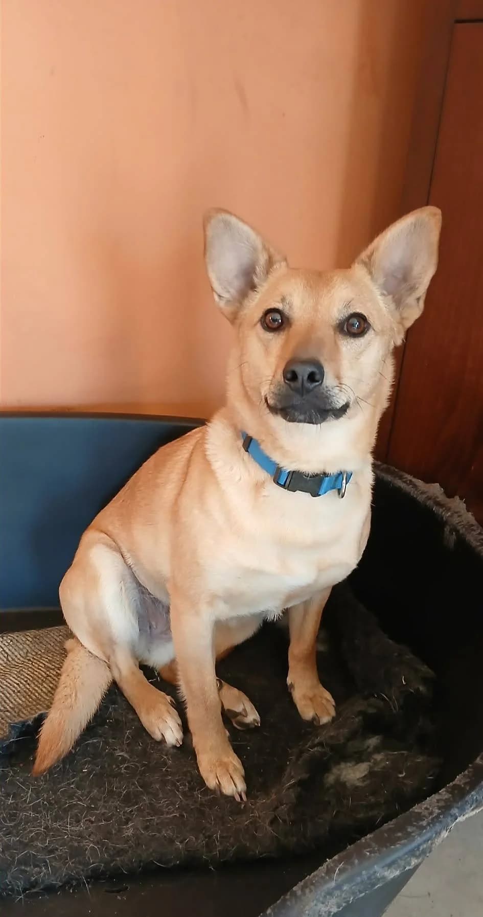 LIRA-SUNIA O OGROMNYM SERCU KTÓRE KTOŚ KIEDYŚ ZŁAMAŁ…, female Mixed Breed for adoption at Pionkowskie Towarzystwo Opieki nad Zwierzętami