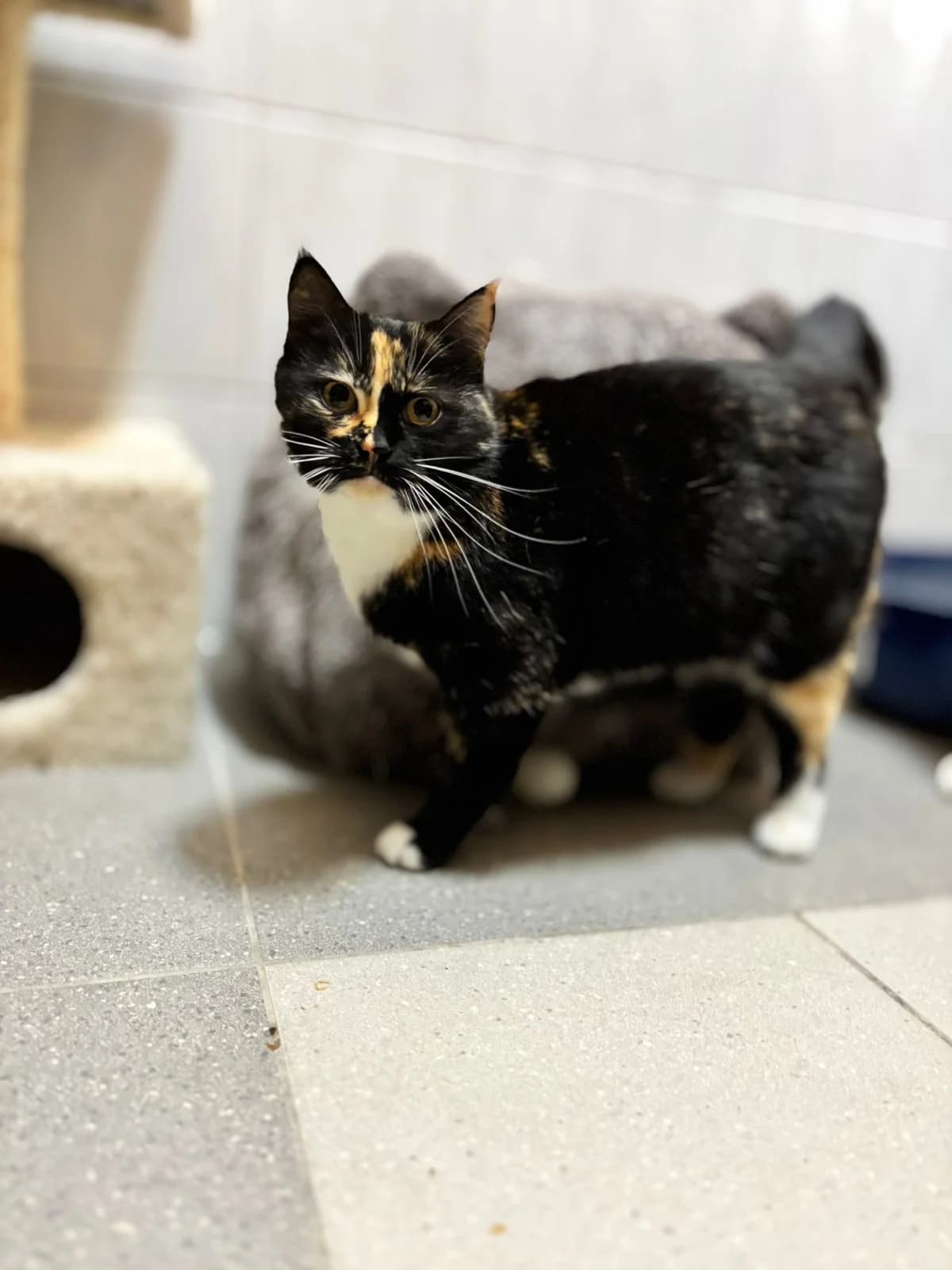 Szukasz wiernej towarzyszki na lata? Poznaj Plamkę, female Mixed Breed for adoption at Pionkowskie Towarzystwo Opieki nad Zwierzętami