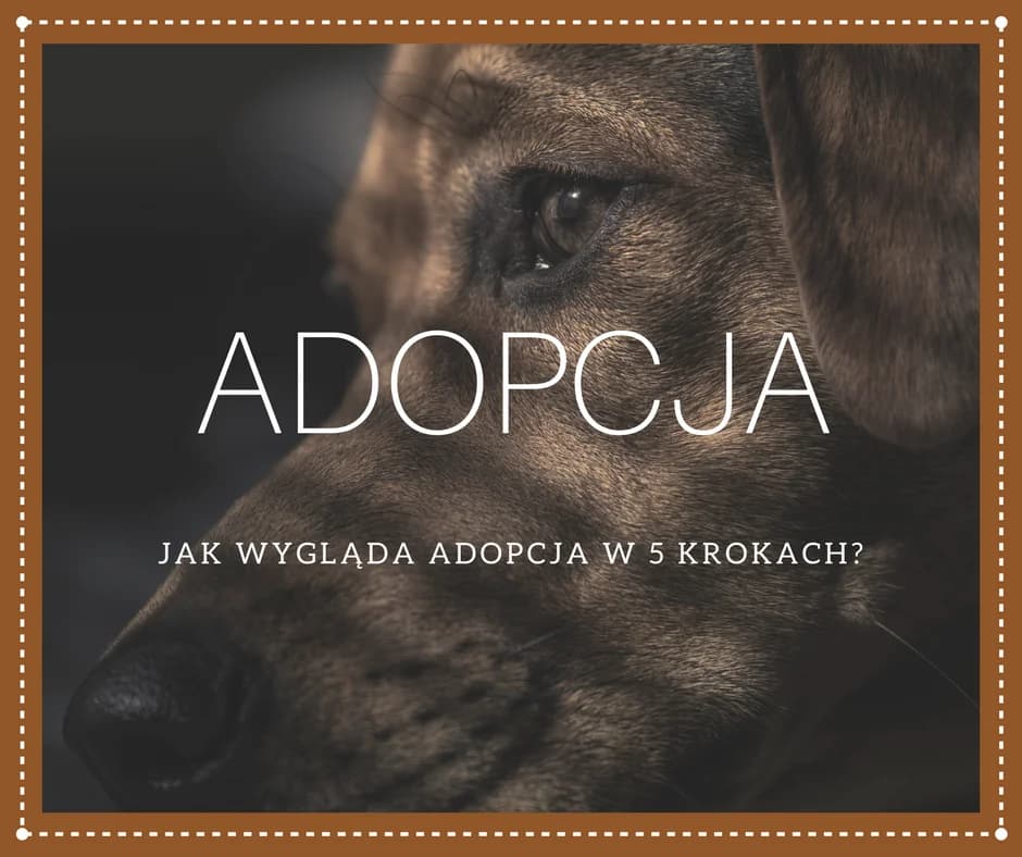 Jak wygląda adopcja psa i kota w 5 krokach, Mixed Breed for adoption at Pionkowskie Towarzystwo Opieki nad Zwierzętami