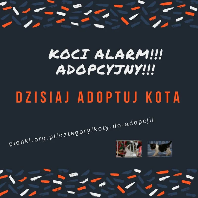 KOCI ALARM ADOPCYJNY! Dzwońcie! Udostępniajcie! Adoptujcie, male puppy Mixed Breed for adoption at Pionkowskie Towarzystwo Opieki nad Zwierzętami