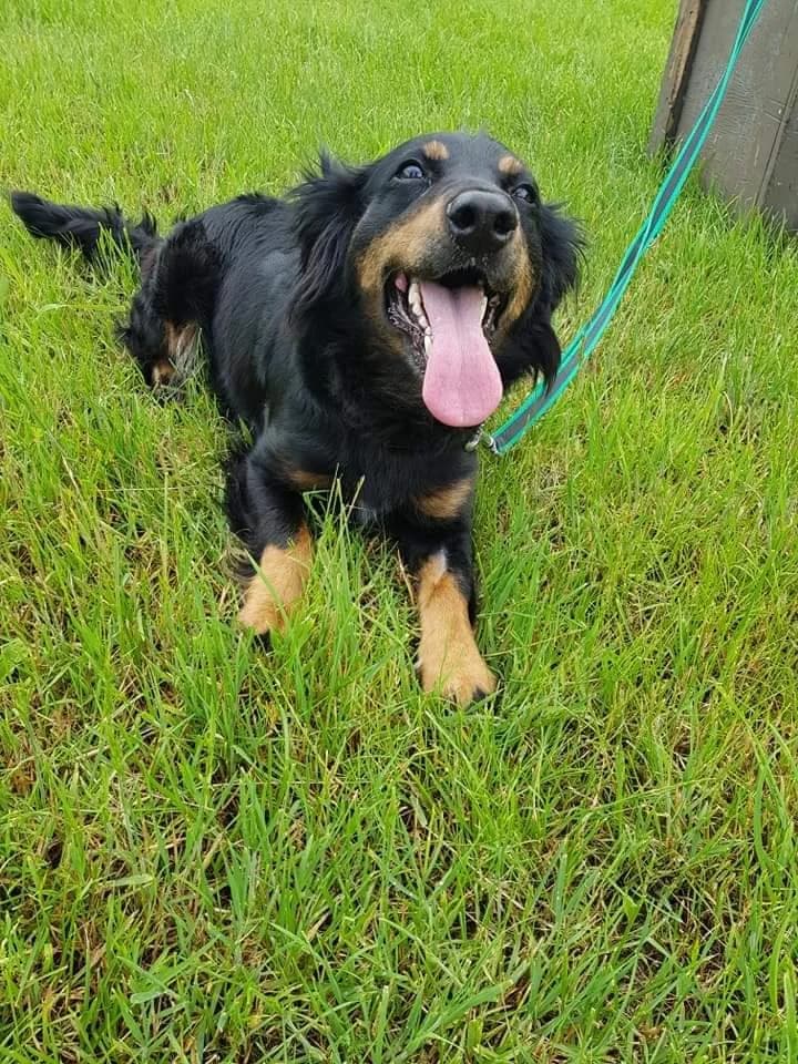 URATOWALIŚMY JEJ ŻYCIE TERAZ JESZCZE MUSIMY ZNALEŹĆ RODZINĘ KTÓRA JĄ POKOCHA, female Mixed Breed for adoption at Pionkowskie Towarzystwo Opieki nad Zwierzętami
