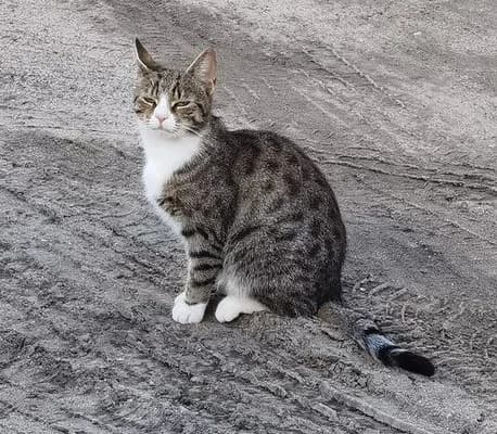 Pilne, female Mixed Breed for adoption at PKDT – Pomoc Kotom i Dbanie o Tradycje