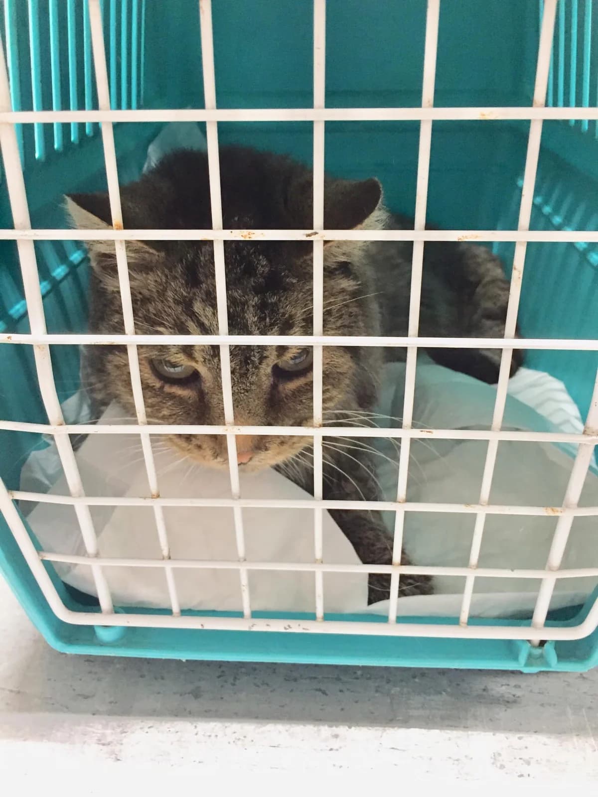 Nie wiadomo skąd i nie wiadomo czyj… stąd Duch, male senior Mixed Breed for adoption at PKDT – Pomoc Kotom i Dbanie o Tradycje