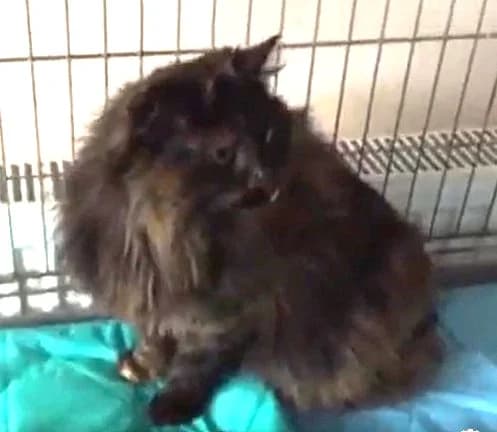 Kotka znaleziona na terenie dawnej stoczni w Gdyni nie ma, male 3yo Mixed Breed for adoption at PKDT – Pomoc Kotom i Dbanie o Tradycje