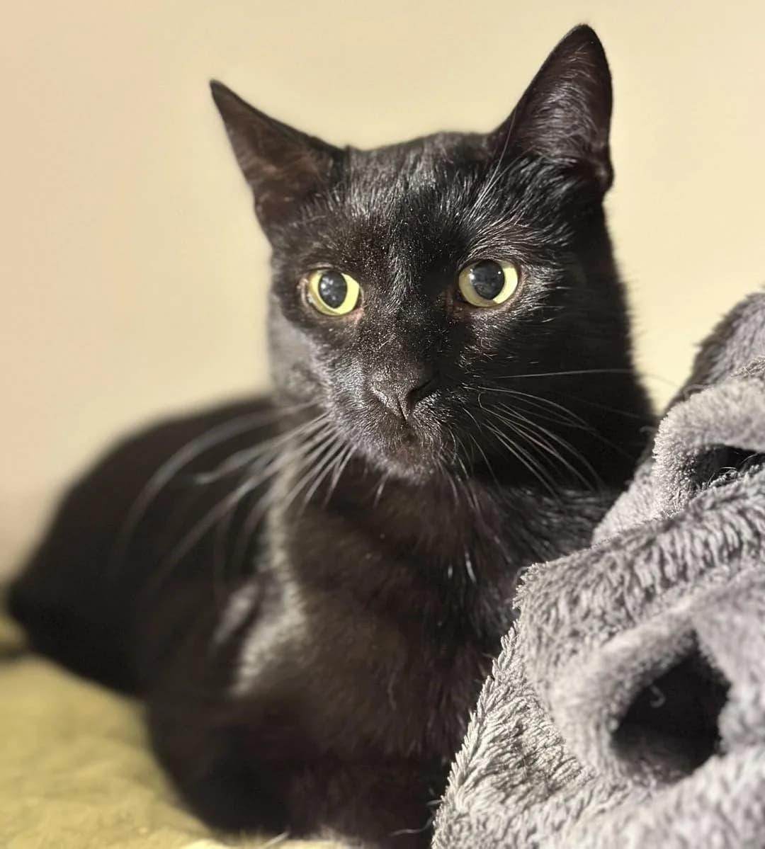 Z okazji piątku 13ego Jojo postanowił zleźć z szafy i, male Mixed Breed for adoption at PKDT – Pomoc Kotom i Dbanie o Tradycje