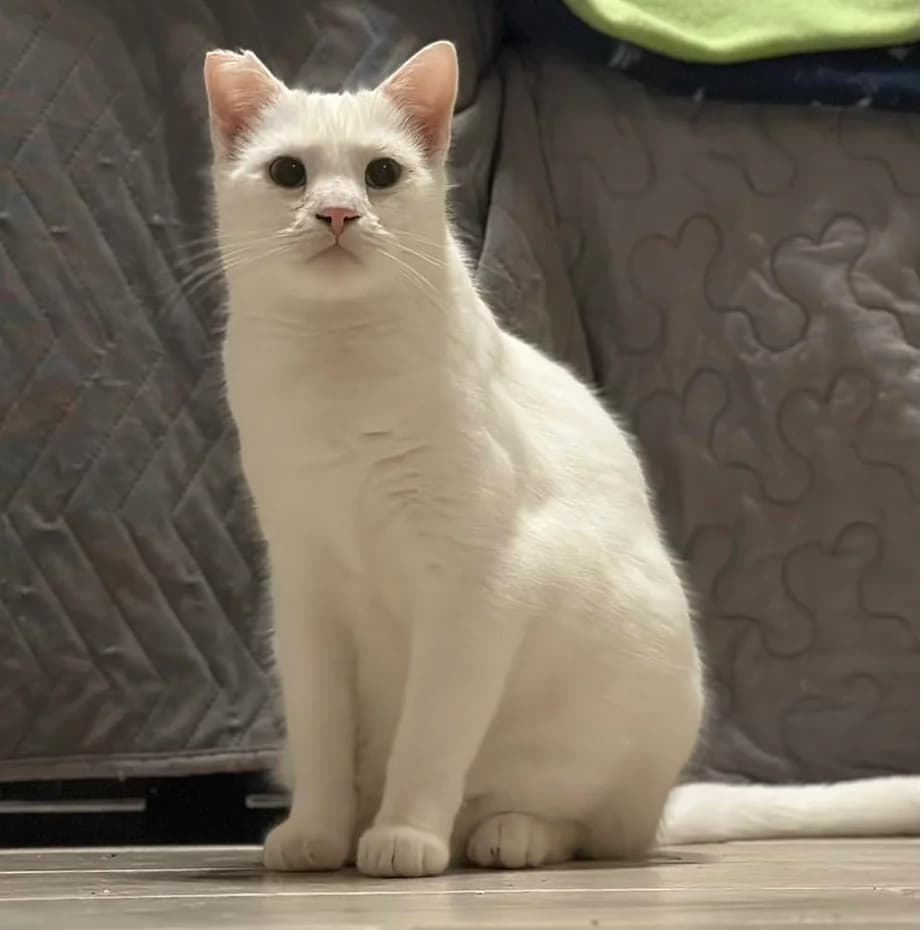 Mrozu szuka domu, male Mixed Breed for adoption at PKDT – Pomoc Kotom i Dbanie o Tradycje