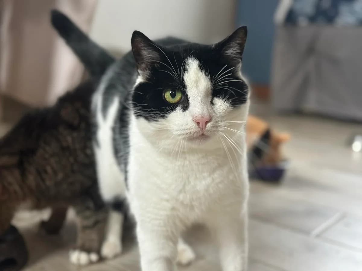 No i stało się – Pirat z Mierzyńskich stawów, teraz już, male 3yo Mixed Breed for adoption at PKDT – Pomoc Kotom i Dbanie o Tradycje