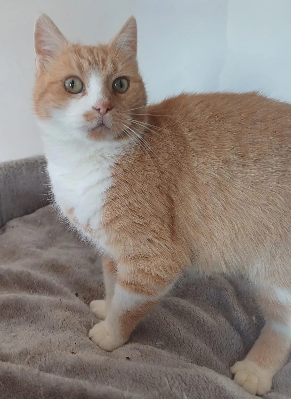 Ruda piękność Dalia gotowa do adopcji! Czeka na dom, male Mixed Breed for adoption at PKDT – Pomoc Kotom i Dbanie o Tradycje