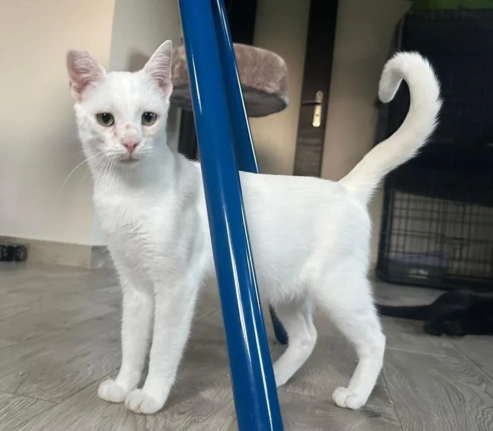 Ten uroczy kawaler szuka domu, male Mixed Breed for adoption at PKDT – Pomoc Kotom i Dbanie o Tradycje
