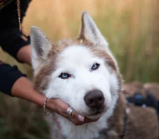 Bilbo, male senior Mixed Breed for adoption at Pomoc dla Zwierząt