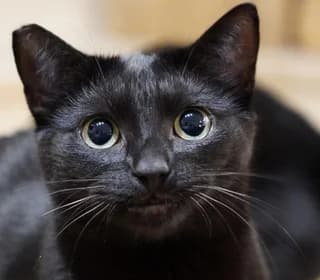 Demon, male Mixed Breed for adoption at Pomoc dla Zwierząt