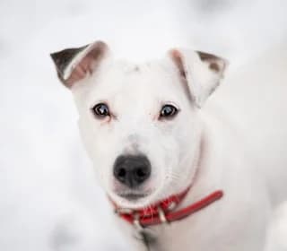 Kaila, female Mixed Breed for adoption at Pomoc dla Zwierząt