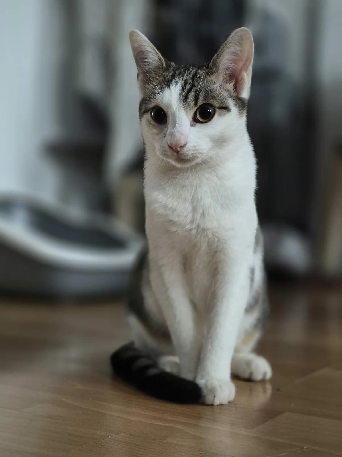 Kresek, male Mixed Breed for adoption at Pomoc dla Zwierząt
