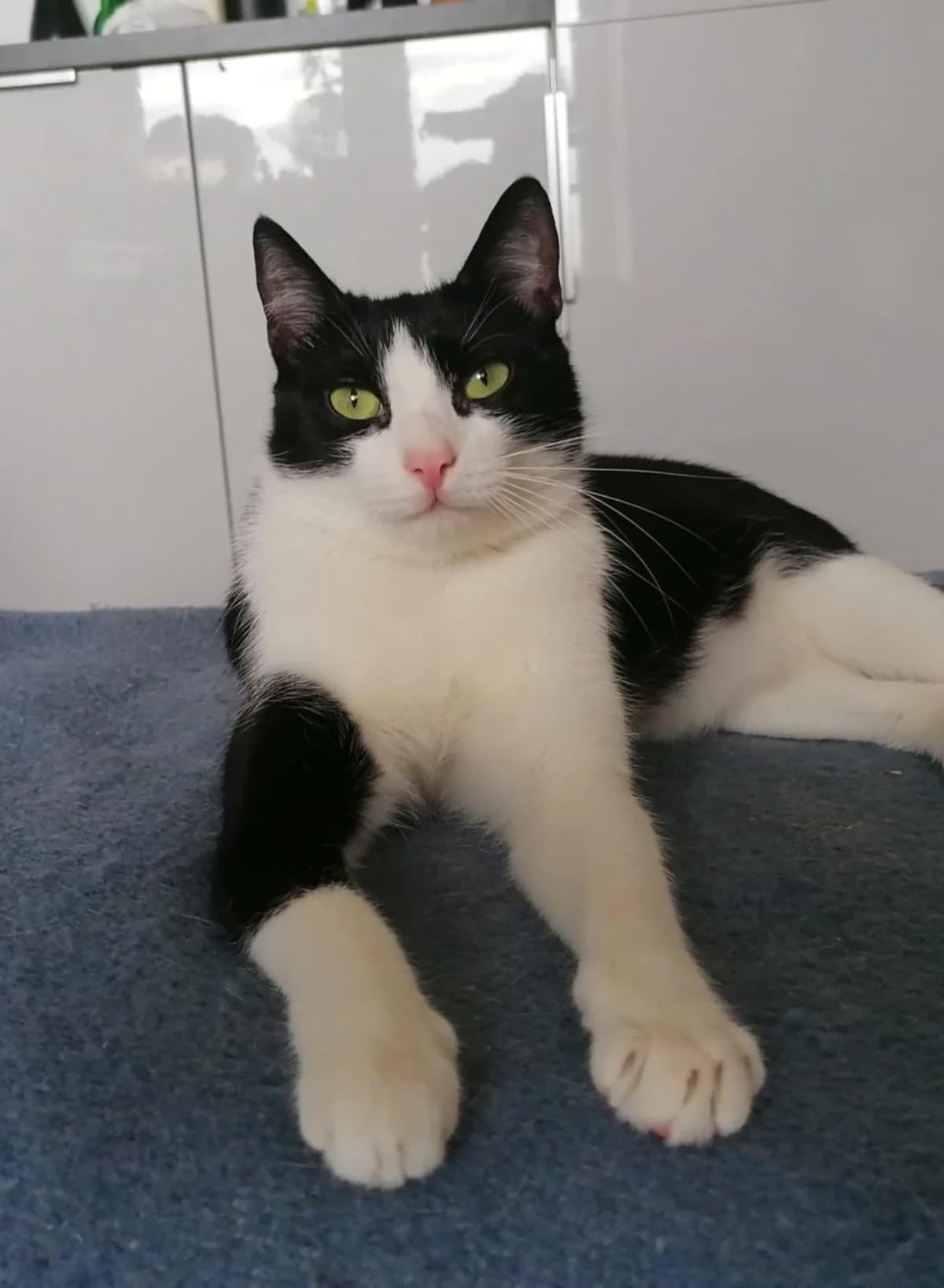 Mia, female Mixed Breed for adoption at Pomoc dla Zwierząt