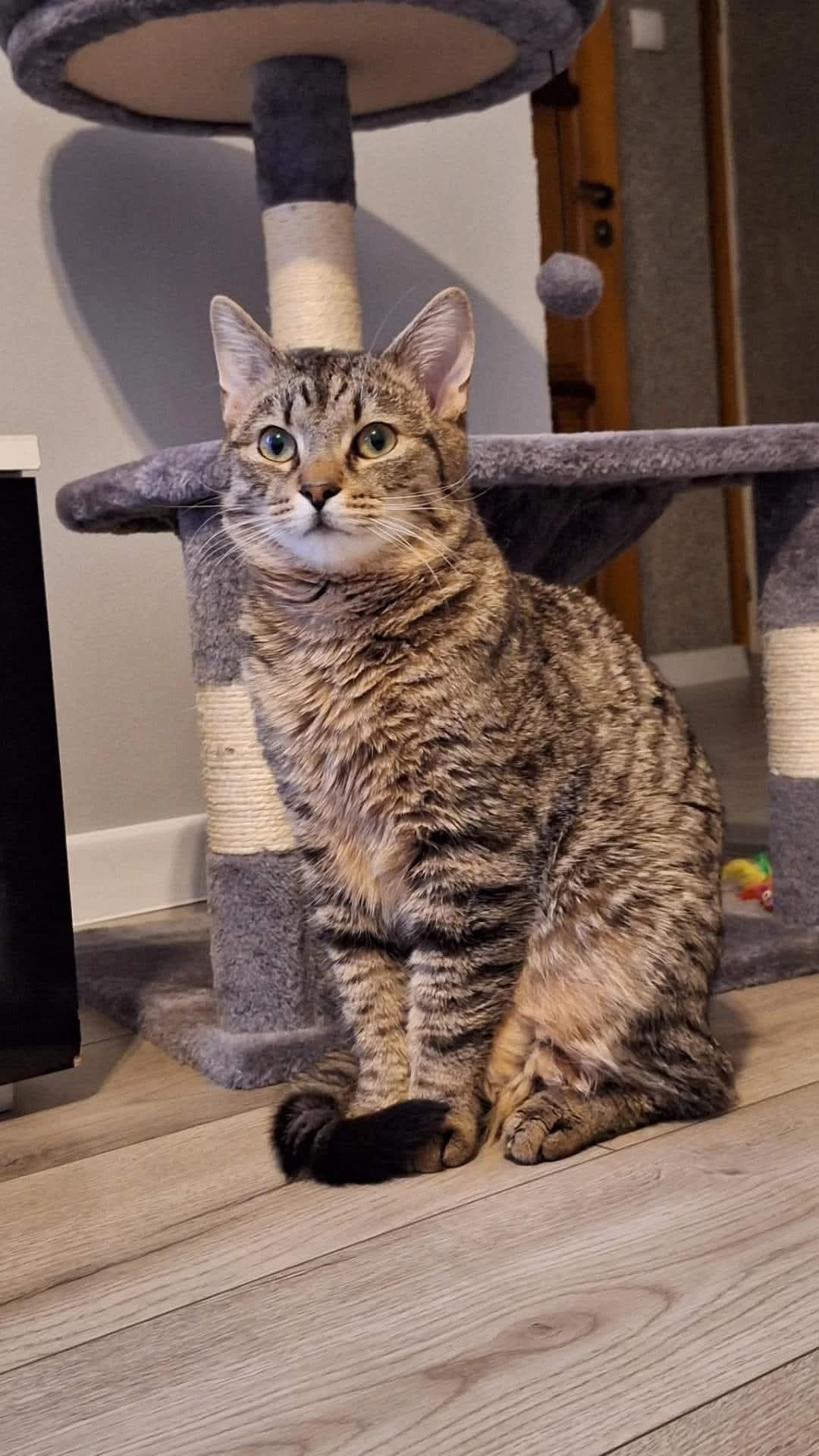 Milagro, male Mixed Breed for adoption at Pomoc dla Zwierząt