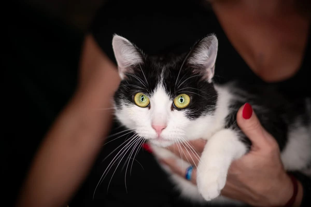 Oreo, male Mixed Breed for adoption at Pomoc dla Zwierząt