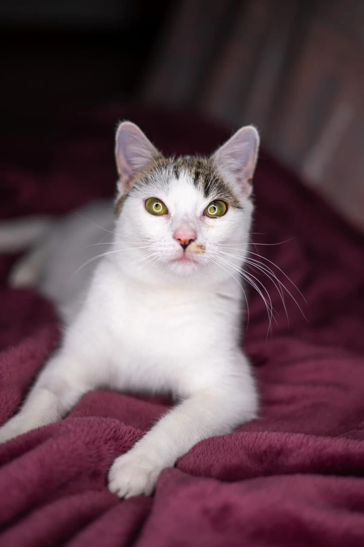 Ricotta, female Mixed Breed for adoption at Pomoc dla Zwierząt