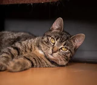 Sasanka, female Mixed Breed for adoption at Pomoc dla Zwierząt