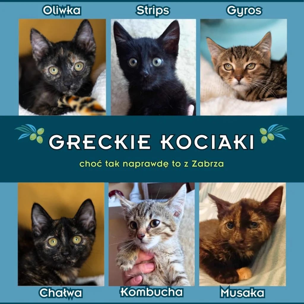 Strips, male Mixed Breed for adoption at Pomoc dla Zwierząt