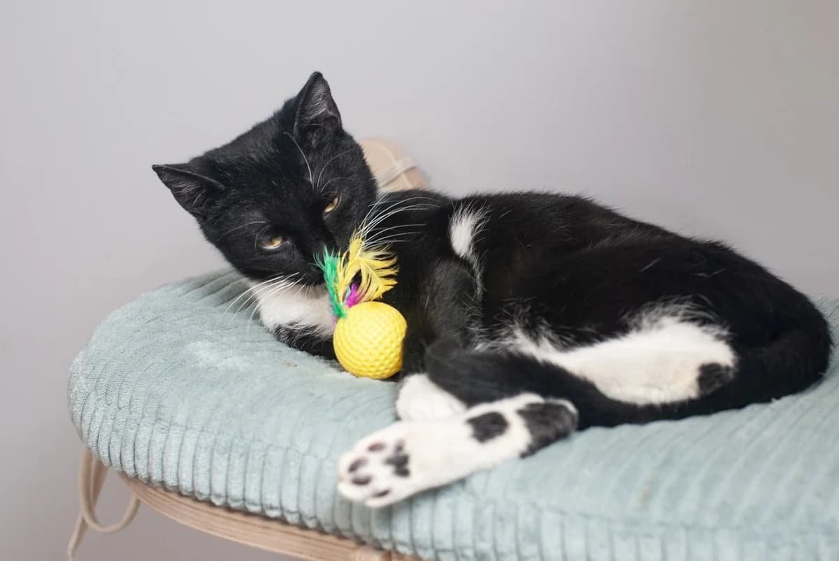 Winter, female Mixed Breed for adoption at PrzytulKota