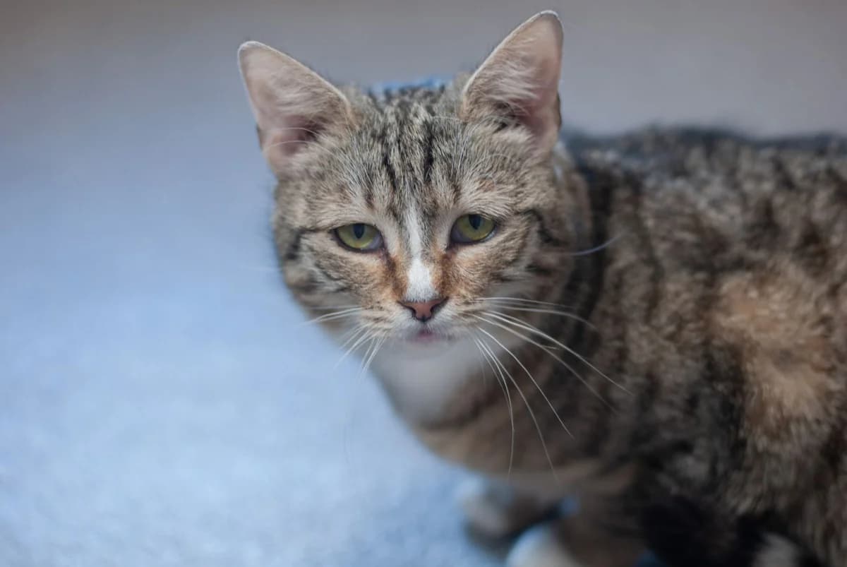 Balladyna, female Mixed Breed for adoption at PrzytulKota