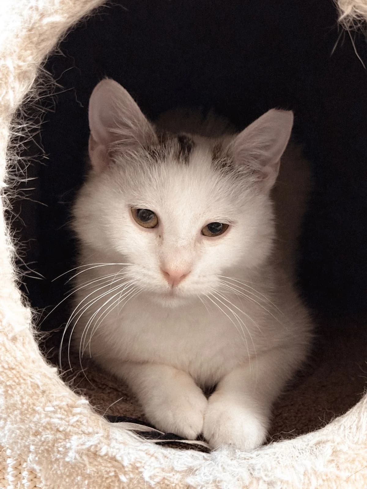 Chochlik, male young Mixed Breed for adoption at PrzytulKota