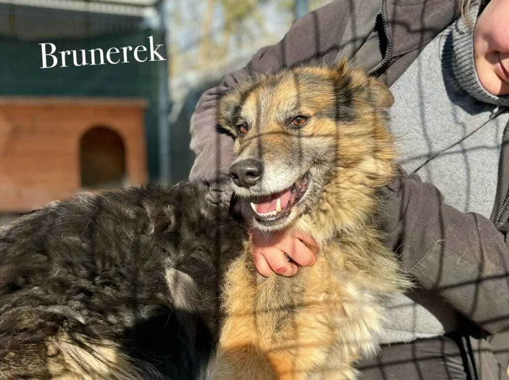 Bruner,  (Przytulisko U Wandy)