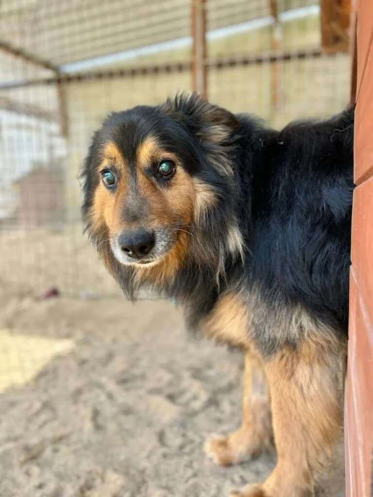 Dąbek,  mixed breed for adoption at Przytulisko U Wandy