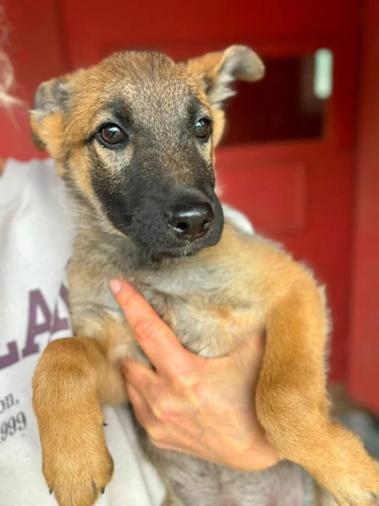 Donia,  mixed breed for adoption at Przytulisko U Wandy