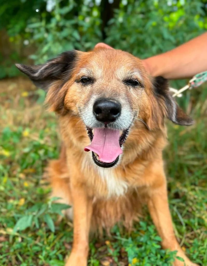 Franek, mixed breed for adoption at Przytulisko U Wandy