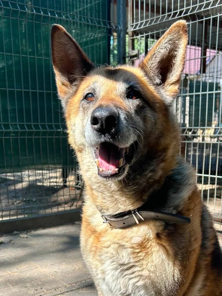 Gina,  mixed breed for adoption at Przytulisko U Wandy