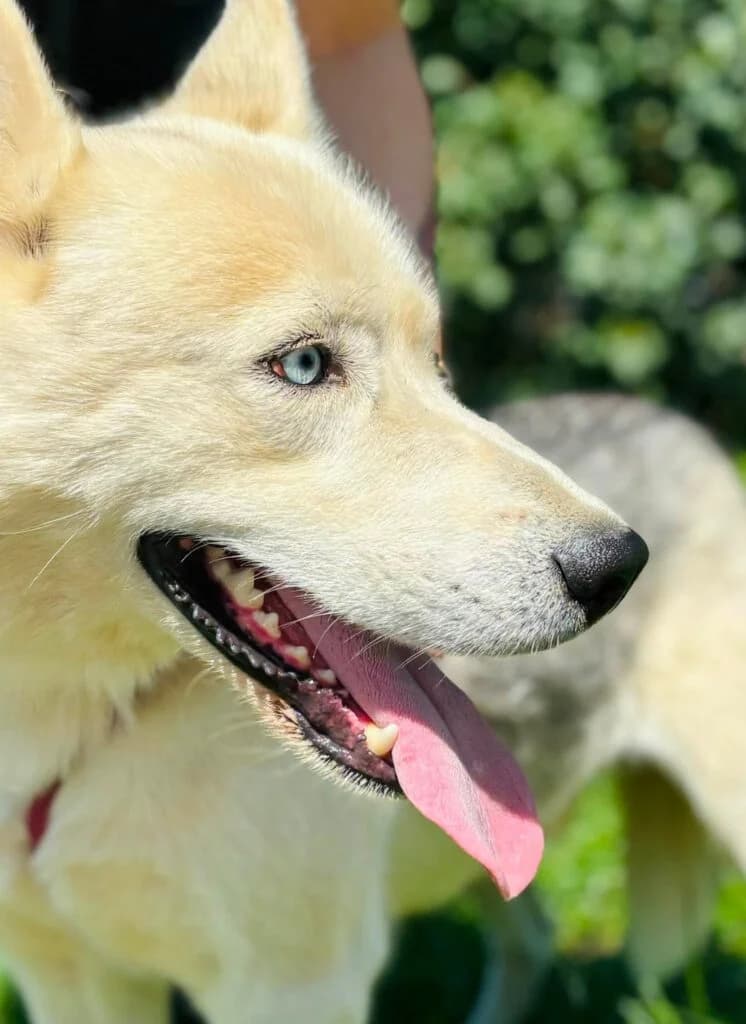 Hasior, mixed breed for adoption at Przytulisko U Wandy