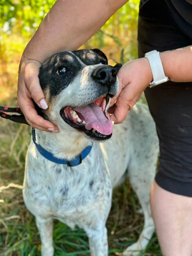 Irek, mixed breed for adoption at Przytulisko U Wandy