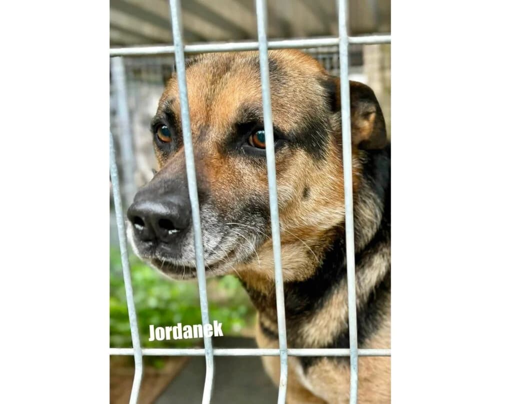 Jordanek,  mixed breed for adoption at Przytulisko U Wandy